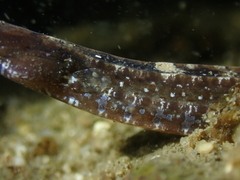 Pugnaso curtirostris