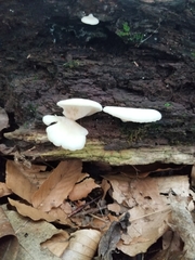 Fungi