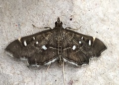 Diathrausta reconditalis