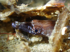 Pugnaso curtirostris