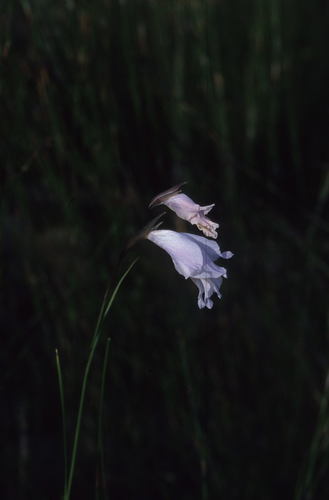Airy Afrikaner (Gladiolus exilis)