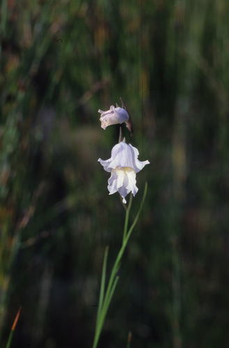 Image of Gladiolus exilis by (c) Tom Lloyd Evans, some rights reserved (CC BY-SA)