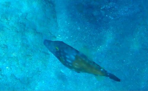Cantherhines macrocerus