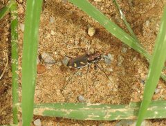 Cicindela calligramma
