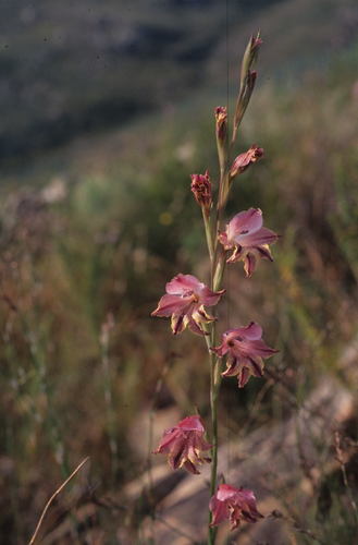 Image of Gladiolus guthriei by (c) Tom Lloyd Evans, some rights reserved (CC BY-SA)