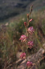 Gladiolus guthriei