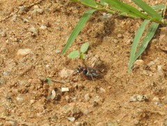 Cicindela calligramma