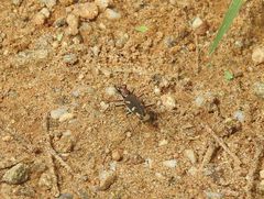 Cicindela calligramma