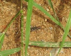 Cicindela calligramma