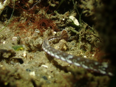 Pugnaso curtirostris