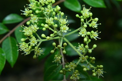 Tetradium ruticarpum