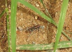 Cicindela calligramma