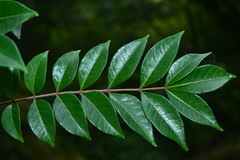 Tetradium ruticarpum