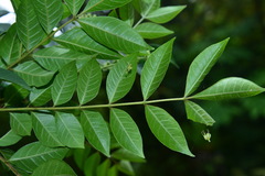 Tetradium ruticarpum