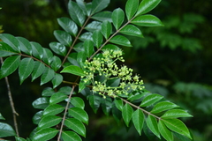 Tetradium ruticarpum