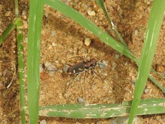 Cicindela calligramma