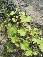 Xanthium orientale riparium