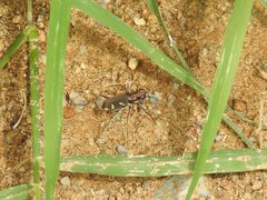 Cicindela calligramma