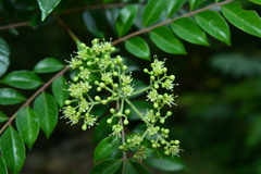 Tetradium ruticarpum