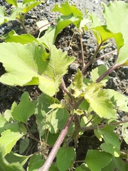 Xanthium orientale riparium