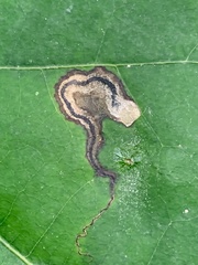 Stigmella quercipulchella