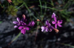 Thereianthus minutus