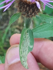 Liriomyza centaureae