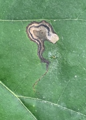 Stigmella quercipulchella