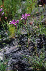 Thereianthus minutus