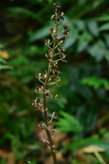 Liparis formosana