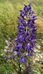 Delphinium elatum