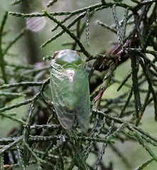 Okanagana viridis