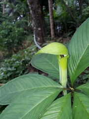 Arisaema tortuosum