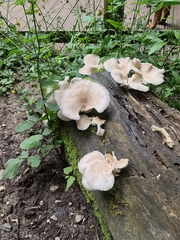 Agaricales