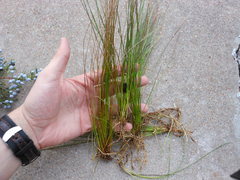 Eleocharis albida