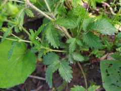 Potentilla norvegica