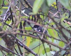 Atlapetes leucopterus