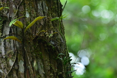 Bulbophyllum setaceum