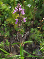 Stachys palustris