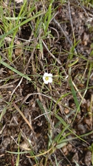 Oxalis pusilla