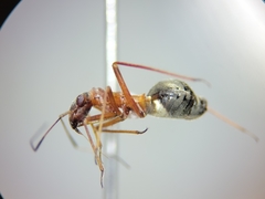 Orectoderus