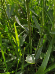 Leucanthemum ircutianum