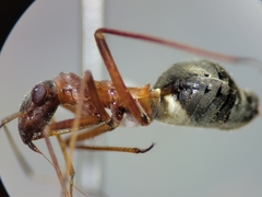 Orectoderus