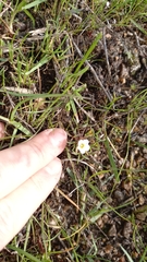 Oxalis pusilla