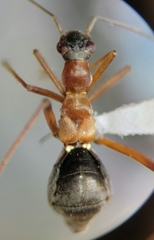 Orectoderus