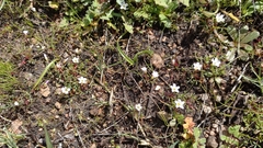 Oxalis pusilla