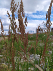 Calamagrostis epigejos