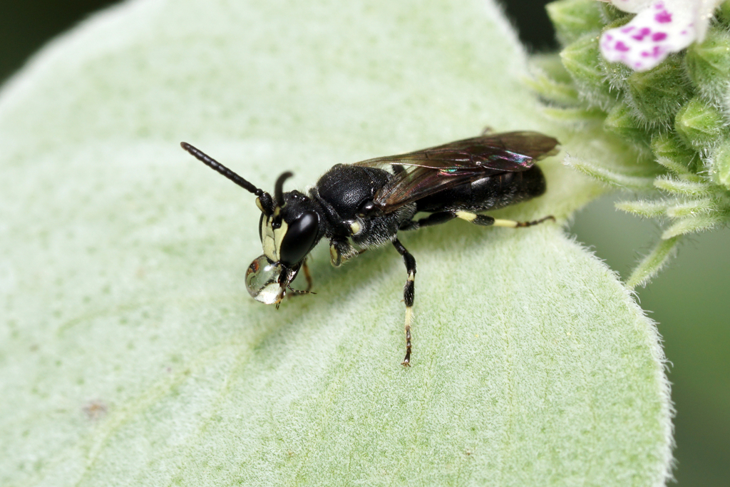 Annulate Masked Bee