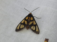 Amata trigonophora