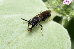 Hylaeus annulatus